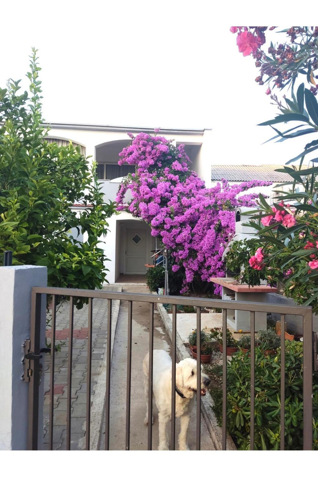 Apartment Flowers Bibinje Exterior foto